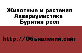 Животные и растения Аквариумистика. Бурятия респ.